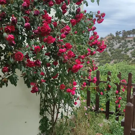 Sotiros Sunset House