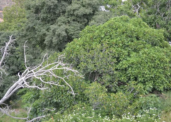 別荘 Sotiros Sunset House スカラ・ソティロス